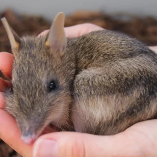 Eastern Barred Bandicoot
