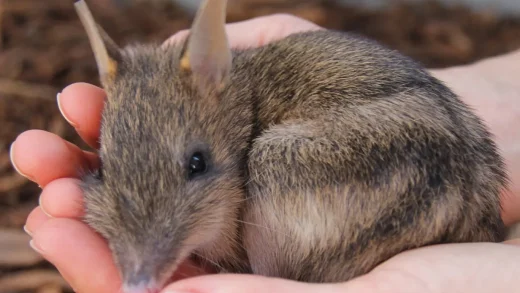Eastern Barred Bandicoot