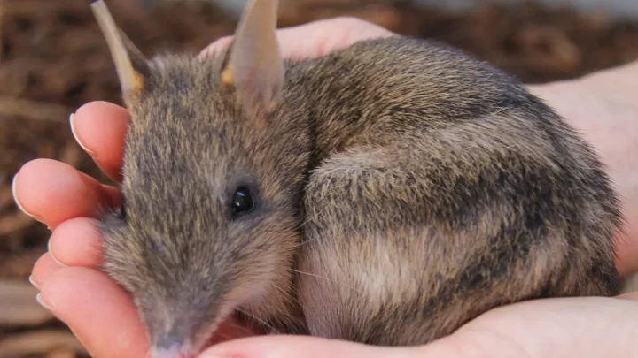 Eastern Barred Bandicoot