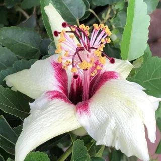 Hibiscus insularis
