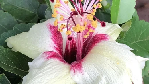 Hibiscus insularis