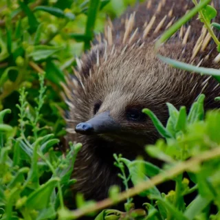 Native Animal Species of Phillip Island