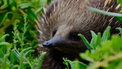 Native Animal Species of Phillip Island