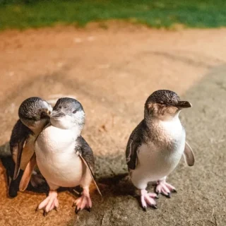 penguin parade