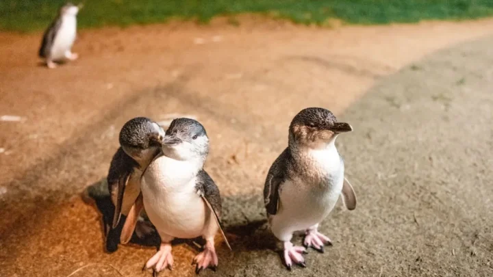 penguin parade
