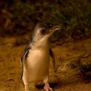 Phillip Island Penguin Parade