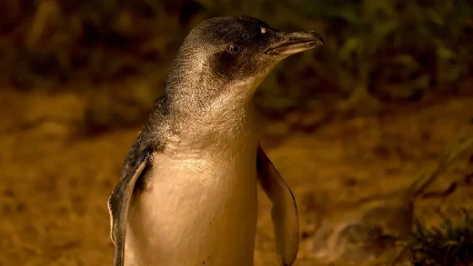 Phillip Island Penguin Parade