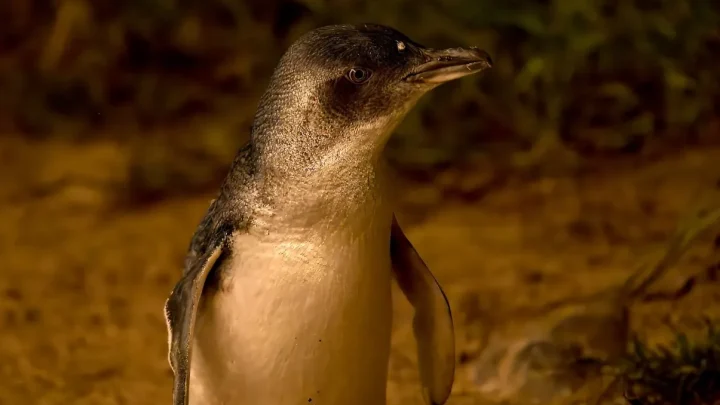 Phillip Island Penguin Parade