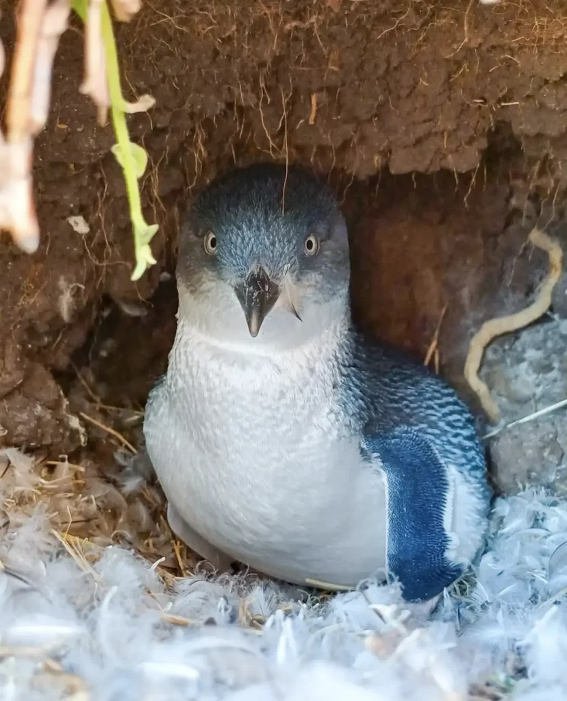 Breeding Season Phillip Island