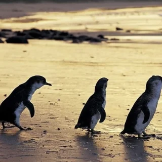 How and Why Penguins Parade