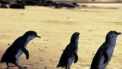 How and Why Penguins Parade