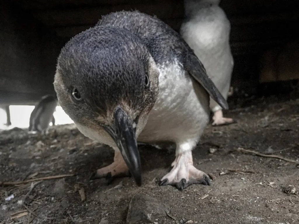 Phillip Island Little Penguins