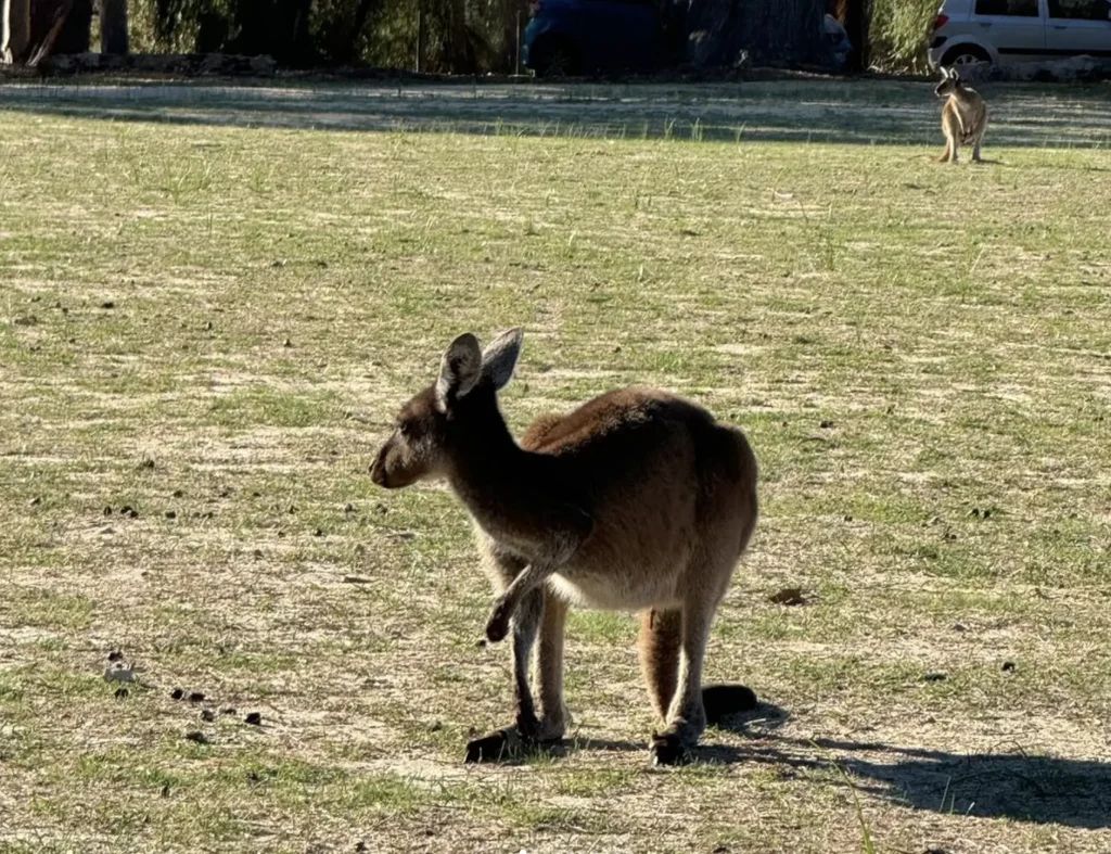 Pinnacles wildlife WA